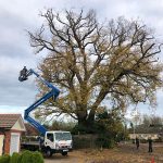 tree crown reduction