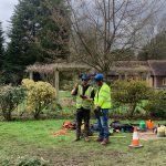 tree and hedge cutting services near me