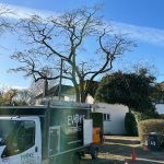 tree surgeon uk