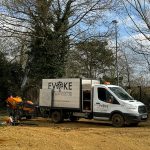 tree maintenance services