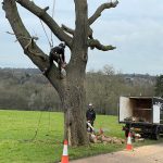 tree cutting near me