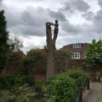 tree specialist