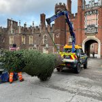 tree planting services