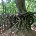 tree expert