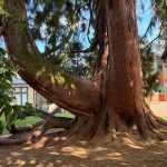 local tree surgeon