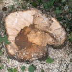 stump removal