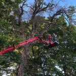 tree pruning near me