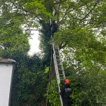 tree care services